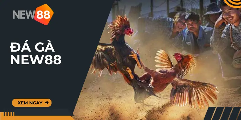 Sảnh đá gà New88 với các nội dung nổi bật
