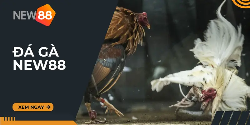 Sân chơi đá gà cựa sắt