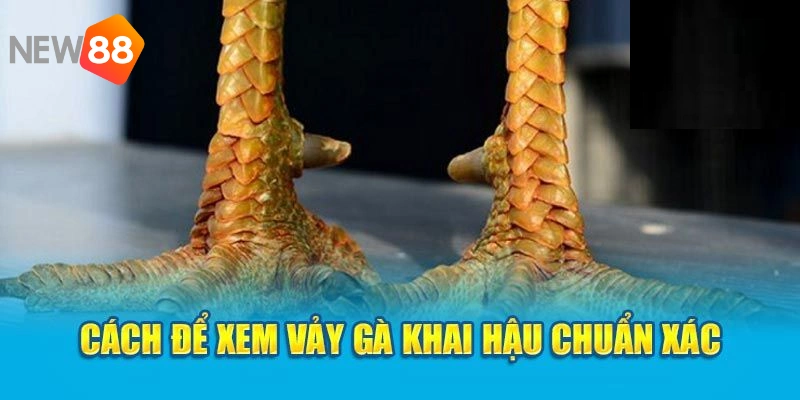 Quan sát kỹ hình dáng của chọi kê trước khi lựa chọn