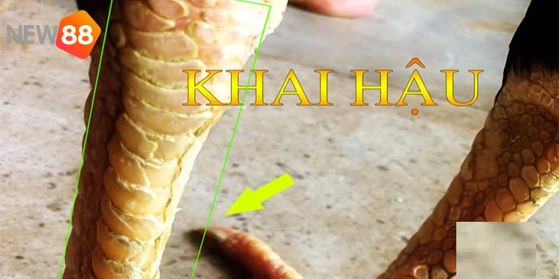 Biết cách chăm sóc cũng là điều quyết định đến khả năng chiến đấu của gà