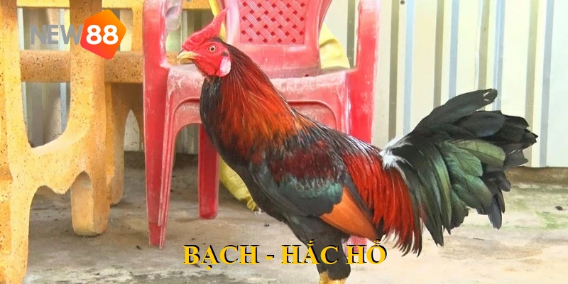 Vảy Gà Dặm Đầu Hổ - Tìm Hiểu Loại Gà Mạnh Mẽ Bậc Nhất 4 Bạch - Hắc hổ sở hữu cú đá hiểm hóc hạ gục mục tiêu nhanh chóng