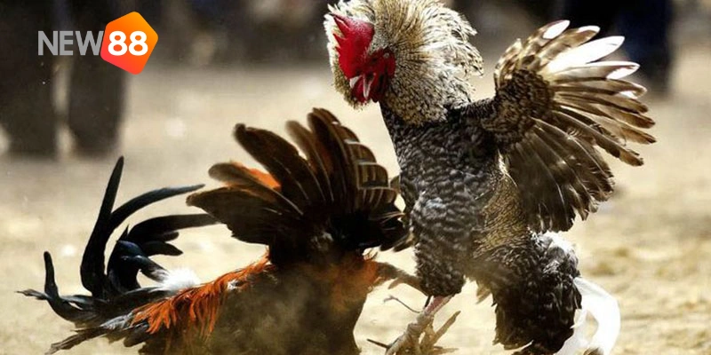 Vảy Gà Dặm Đầu Hổ - Tìm Hiểu Loại Gà Mạnh Mẽ Bậc Nhất 2 Bạn có thể gặp dặm đầu hổ với nhiều vị trí mang lại sức mạnh khác nhau