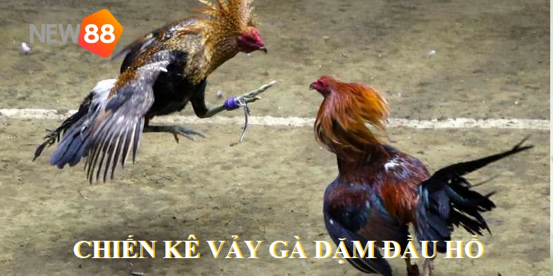 Vảy Gà Dặm Đầu Hổ - Tìm Hiểu Loại Gà Mạnh Mẽ Bậc Nhất 3 Chiến kê dặm đầu hổ luôn có sức mạnh uy lực khác biệt