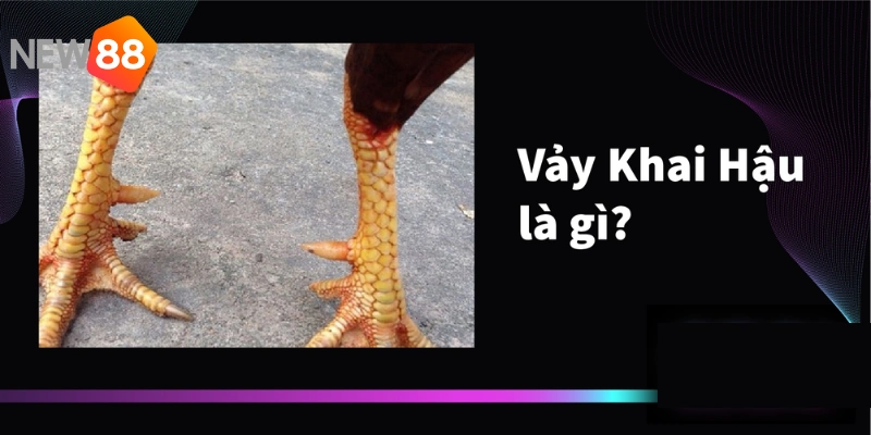 Vảy gà khai hậu là đặc điểm thường gặp trên cơ thể của chiến kê