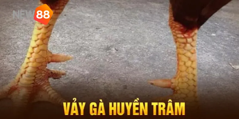 Vảy Huyền Trâm - Kinh Nghiệm Huấn Luyện Gà Chọi Của Các Cao Thủ 2 Những loại vảy quý hiếm mà chiến kê gà có thể sở hữu.