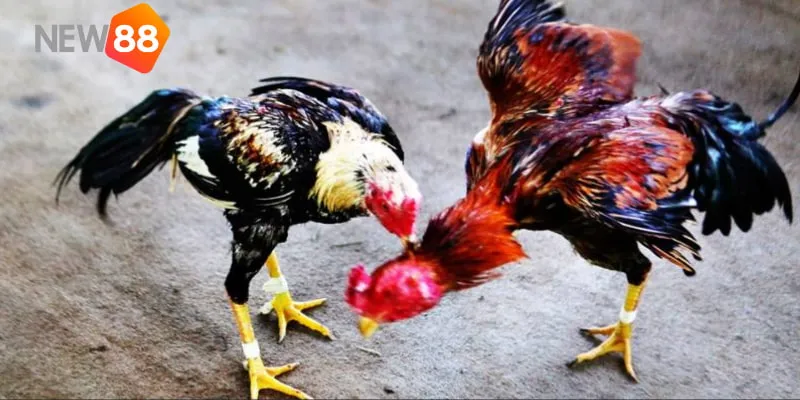 Vảy Huyền Trâm - Kinh Nghiệm Huấn Luyện Gà Chọi Của Các Cao Thủ 5 Thường xuyên bổ sung bài tập để rèn luyện thể hình cho các linh kê.