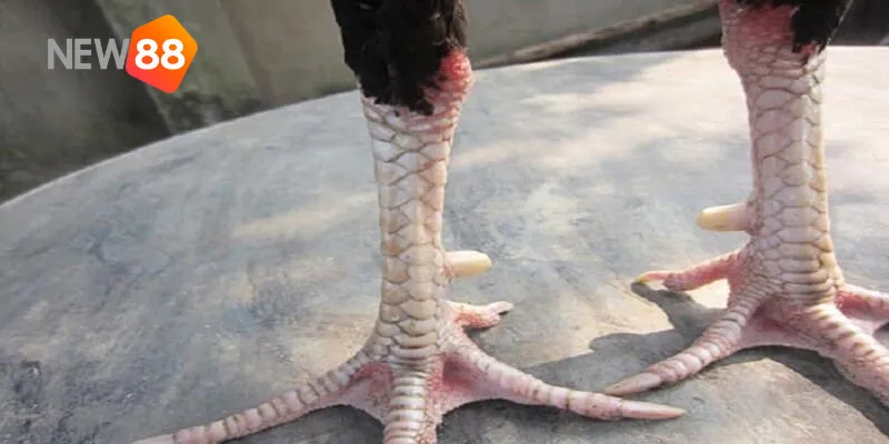 Vảy Huyền Trâm - Kinh Nghiệm Huấn Luyện Gà Chọi Của Các Cao Thủ 1 Một số thông tin liên quan đến vảy huyền trâm bạn cần nắm.