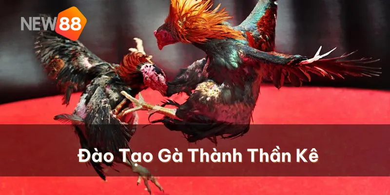 Vảy Huyền Trâm - Kinh Nghiệm Huấn Luyện Gà Chọi Của Các Cao Thủ 4 Kinh nghiệm chăm sóc chiến thần kê để mang về chiến thắng.