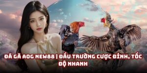Đá gà AOG