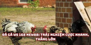 Đá gà WS 168