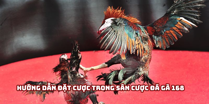 Hướng dẫn đặt cược trong sân cược đá gà 168 Hướng dẫn đặt cược trong sân cược đá gà 168