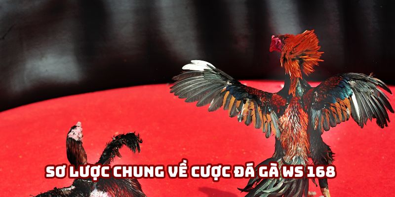 Sơ lược chung về cược đá gà WS 168 Sơ lược chung về cược đá gà WS 168